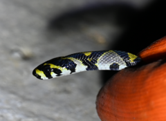 Euprepiophis mandarinus