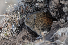 Lemmus trimucronatus