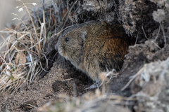 Lemmus trimucronatus