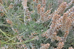 Lupinus formosus