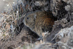 Lemmus trimucronatus