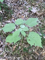 Hibiscus lasiocarpos