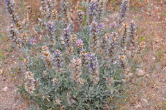 Lupinus formosus