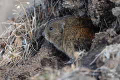 Lemmus trimucronatus