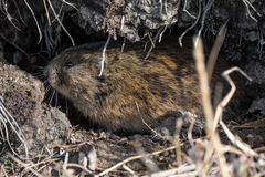 Lemmus trimucronatus