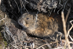 Lemmus trimucronatus