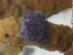 Bunodeopsis globulifera