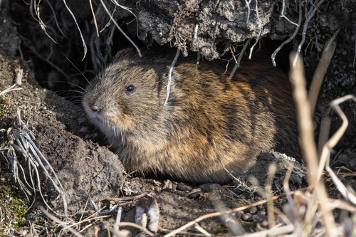 Nearctic Brown Lemming