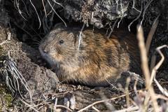 Lemmus trimucronatus