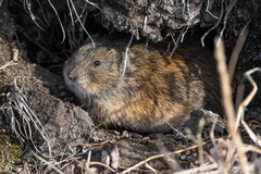 Lemmus trimucronatus