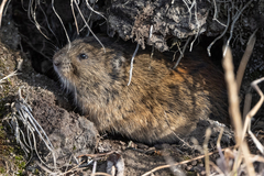 Lemmus trimucronatus
