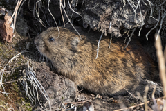 Lemmus trimucronatus