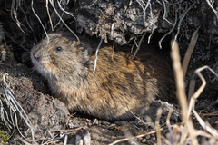 Lemmus trimucronatus