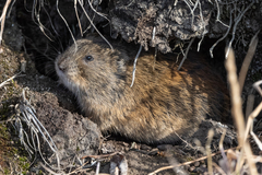 Lemmus trimucronatus
