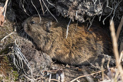Lemmus trimucronatus