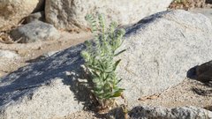 Cryptantha barbigera barbigera