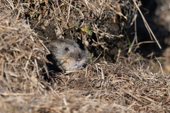 Lemmus trimucronatus