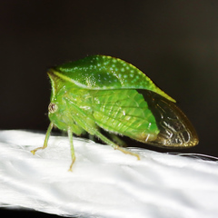 Hadrophallus bubalus