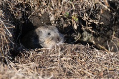 Lemmus trimucronatus