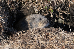 Lemmus trimucronatus