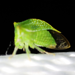 Hadrophallus bubalus