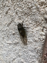Tibicina