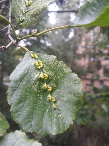 alder vein angle gall