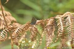 Plebejus bellieri villai