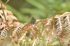 Plebejus bellieri villai