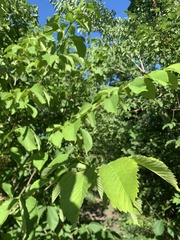Ulmus glabra