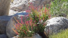 Penstemon clevelandii clevelandii