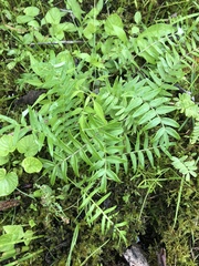 Polemonium occidentale lacustre