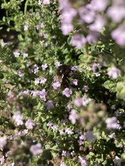 Bombus humilis