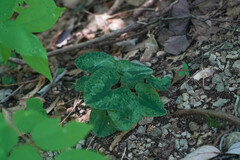 Asarum nipponicum