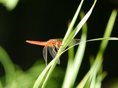 Crocothemis erythraea