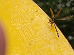 Ischnura capreolus