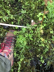 Polemonium occidentale lacustre