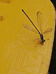 Ischnura capreolus