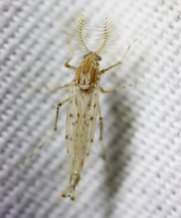 Chaoborus punctipennis