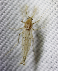 Chaoborus punctipennis