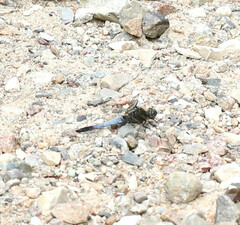 Orthetrum cancellatum