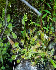Drosera rotundifolia