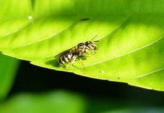 Ceratina collusor