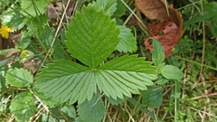Fragaria vesca vesca