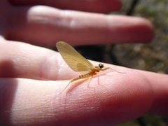 Ephemeroptera
