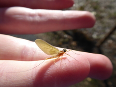 Ephemeroptera