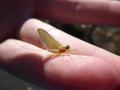 Ephemeroptera