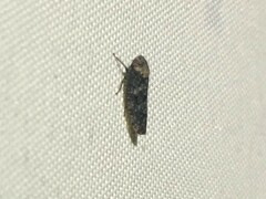 Paraphlepsius collitus