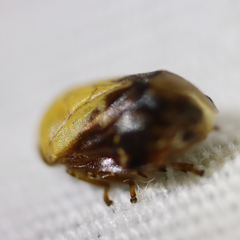 Clastoptera achatina