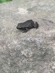 Bufo spinosus